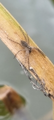 Nilus
