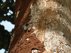 Lygodactylus picturatus