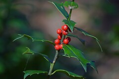 Ilex colchica