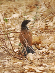 Centropus superciliosus burchellii