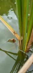 Nilus