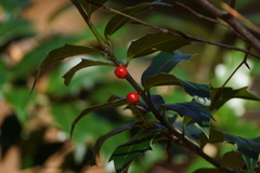 Ilex colchica