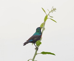 Cinnyris mariquensis