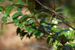 Ilex colchica