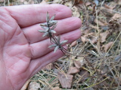 Dracocephalum ruyschiana