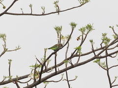 Poicephalus cryptoxanthus