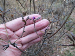 Rhododendron dauricum