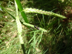 Odontomyia hunteri