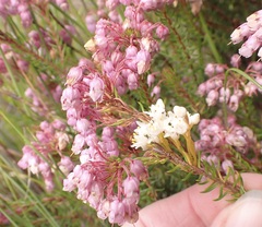 Cuscuta africana