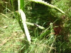 Odontomyia hunteri