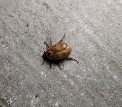 Cyclocephala signaticollis