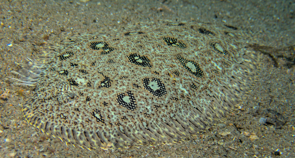 Hartzfeld's Sole