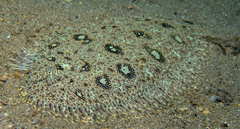 Heteromycteris hartzfeldii