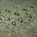 Hook-nosed Sole - Photo (c) Andrew Taylor, some rights reserved (CC BY-NC), uploaded by Andrew Taylor