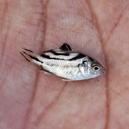 Terapon jarbua