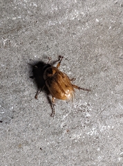 Cyclocephala signaticollis