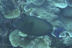 Acanthurus blochii