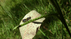 Odontomyia hunteri