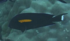 Acanthurus olivaceus