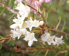 Cuscuta africana