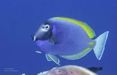 Acanthurus
