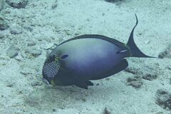 Acanthurus maculiceps