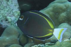 Acanthurus nigricans