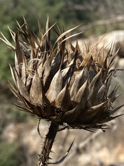 Onopordum cynarocephalum