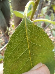 Prunus serotina