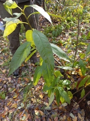 Prunus serotina