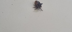 Oxyrhachis