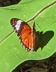Cethosia penthesilea