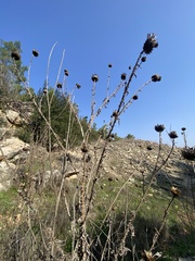 Onopordum cynarocephalum