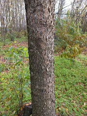 Prunus serotina