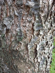 Prunus serotina