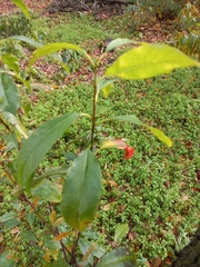 Prunus serotina