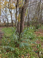 Prunus serotina