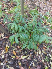 Prunus serotina