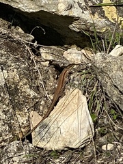 Phoenicolacerta laevis