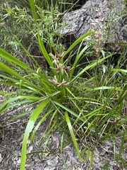 Anigozanthos flavidus