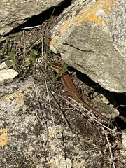 Phoenicolacerta laevis