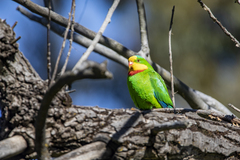 Polytelis swainsonii