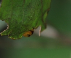 Monolepta australis
