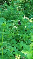 Euploea tulliolus koxinga