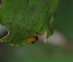 Monolepta australis