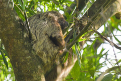 Choloepus didactylus