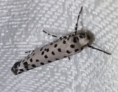 Yponomeuta pustulellus