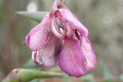 Polygala fruticosa