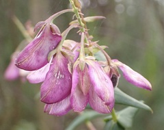 Polygala fruticosa