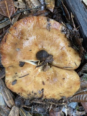 Lactarius xanthogalactus